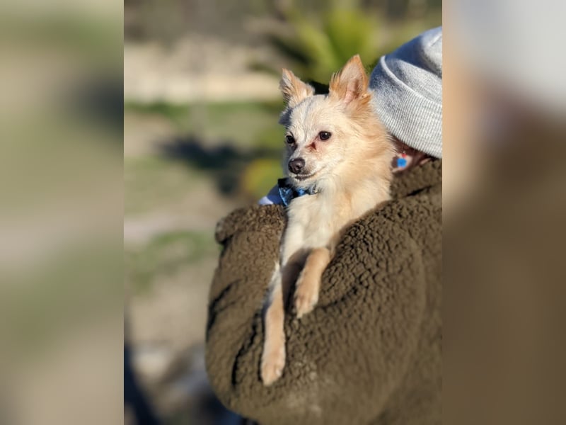 Hillary, eine süße Hündin