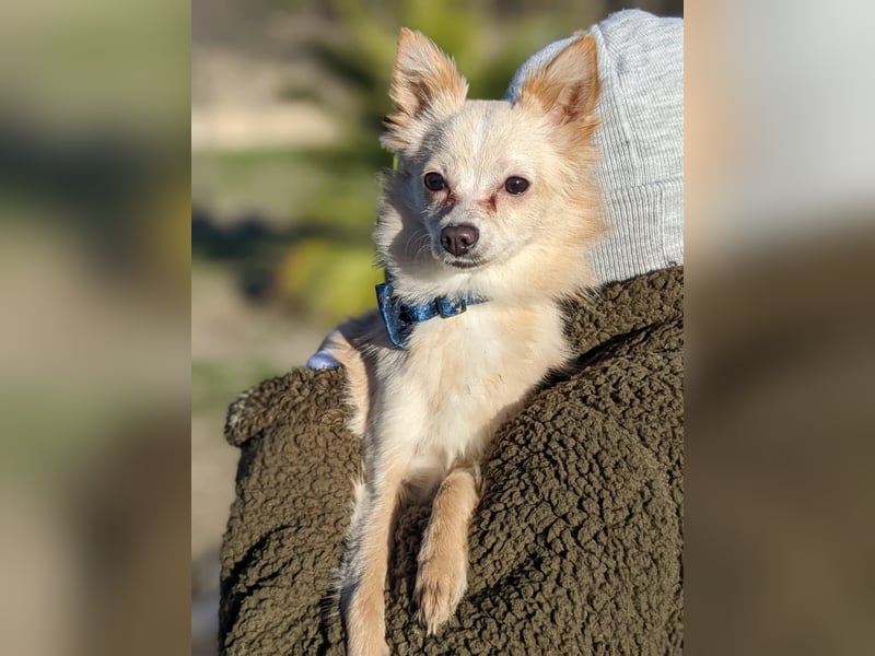 Hillary, eine süße Hündin