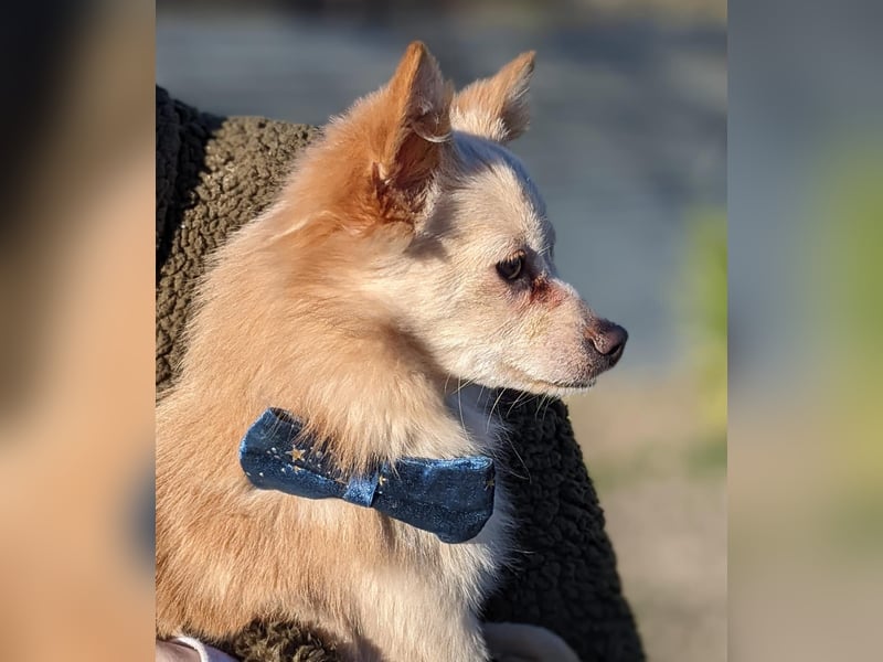 Hillary, eine süße Hündin