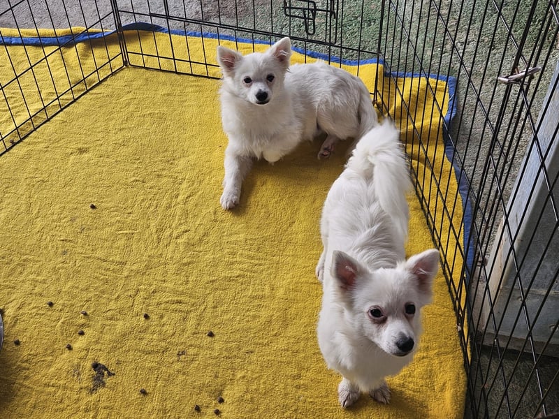 Leo und Poldo: ein Herz und eine Seele