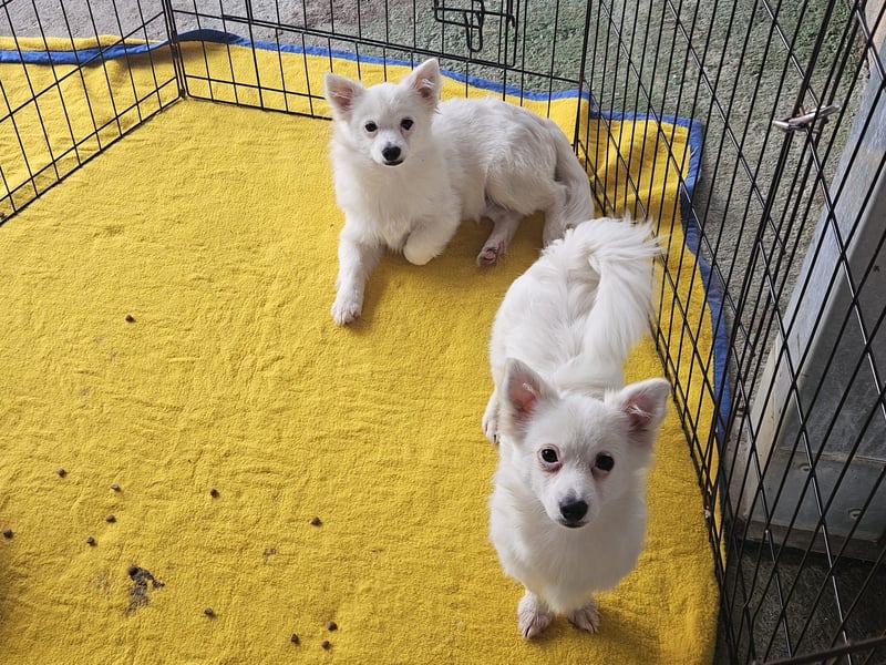 Leo und Poldo: ein Herz und eine Seele Leo und Poldo: ein Herz und eine Seele