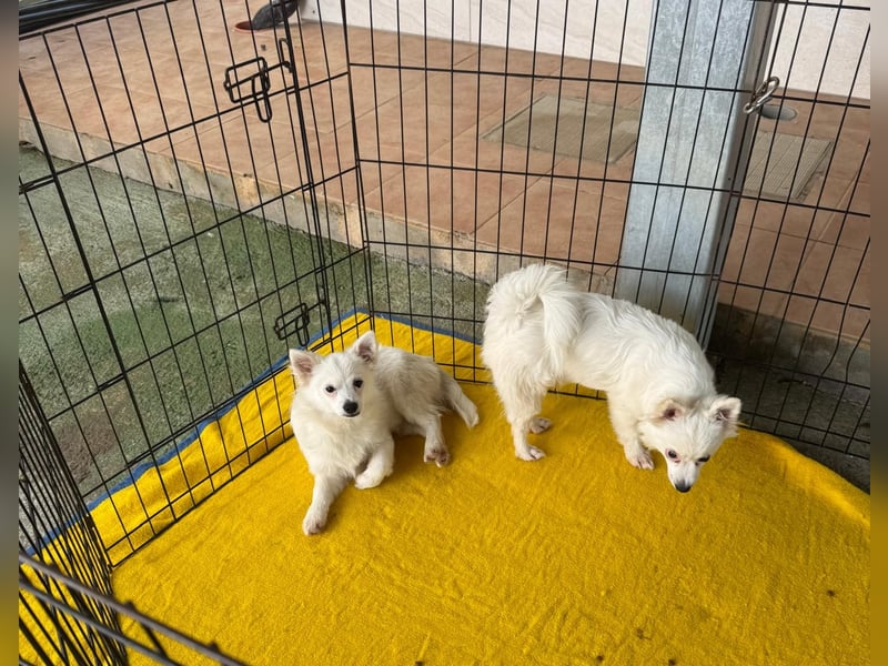 Leo und Poldo: ein Herz und eine Seele Leo und Poldo: ein Herz und eine Seele