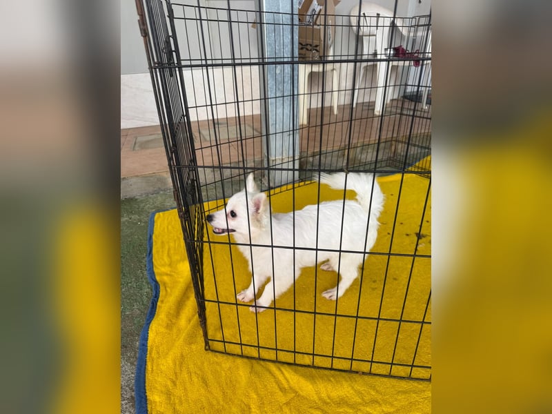 Leo und Poldo: ein Herz und eine Seele Leo und Poldo: ein Herz und eine Seele