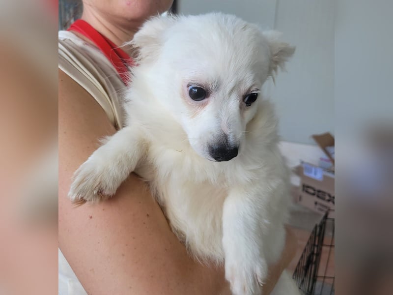 Leo und Poldo: ein Herz und eine Seele Leo und Poldo: ein Herz und eine Seele