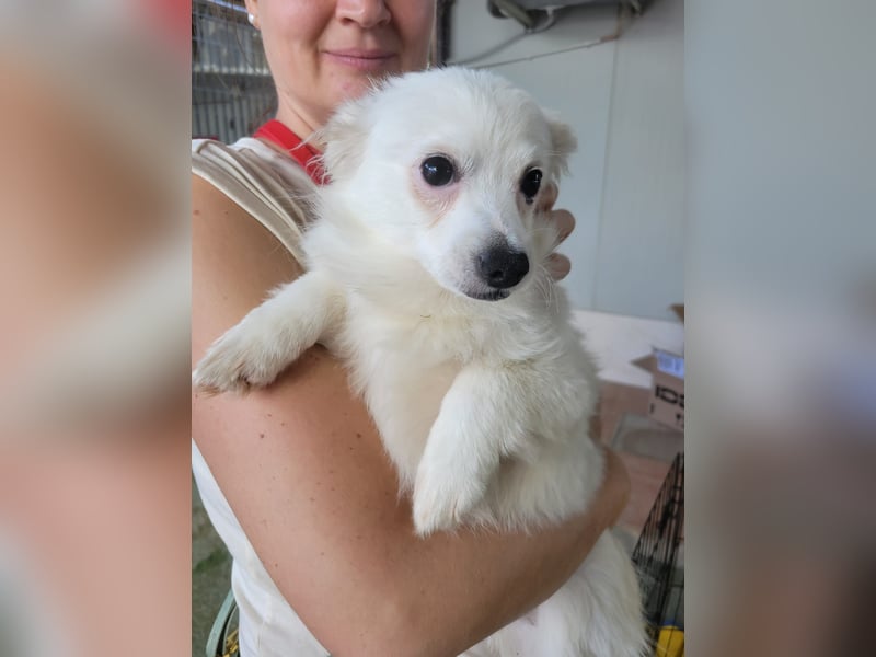 Leo und Poldo: ein Herz und eine Seele Leo und Poldo: ein Herz und eine Seele