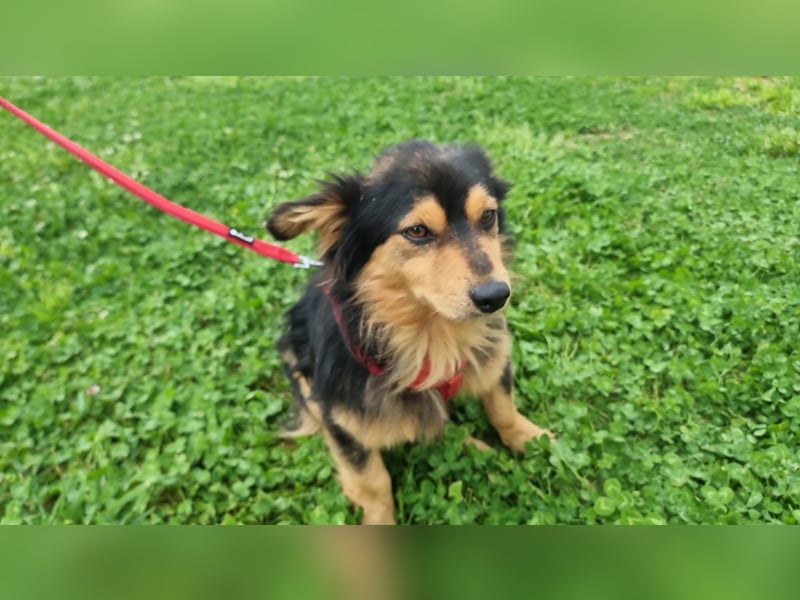 TOMMY – in letzter Minute gerettet!