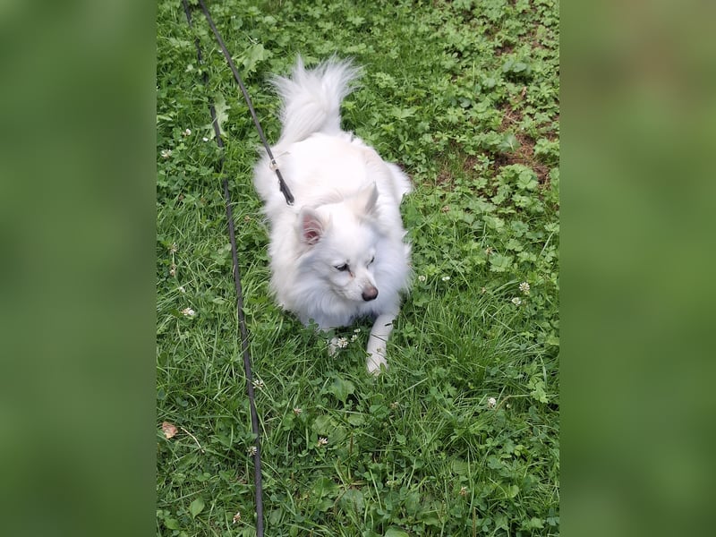 Spitz