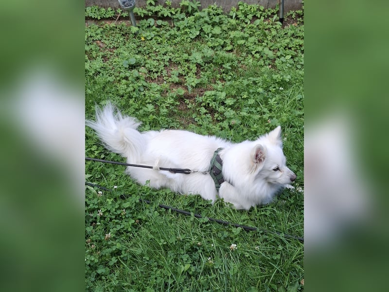 Spitz