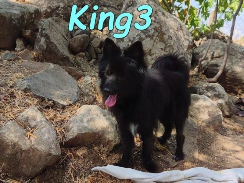 King3 geb. 09/2015 (ESP) - freundlicher, menschenbezogener Hundeschatz sucht sein Zuhause!