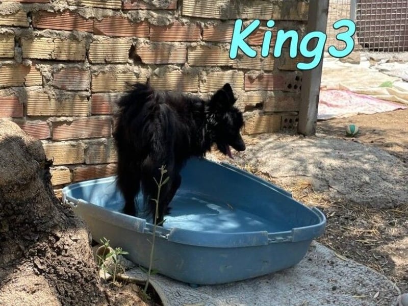 King3 geb. 09/2015 (ESP) - freundlicher, menschenbezogener Hundeschatz sucht sein Zuhause!