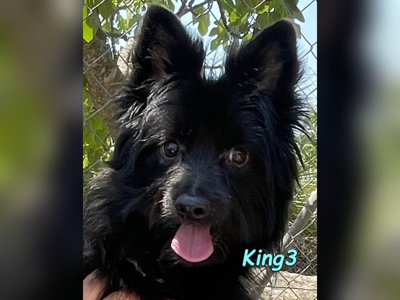 King3 geb. 09/2015 (ESP) - freundlicher, menschenbezogener Hundeschatz sucht sein Zuhause!