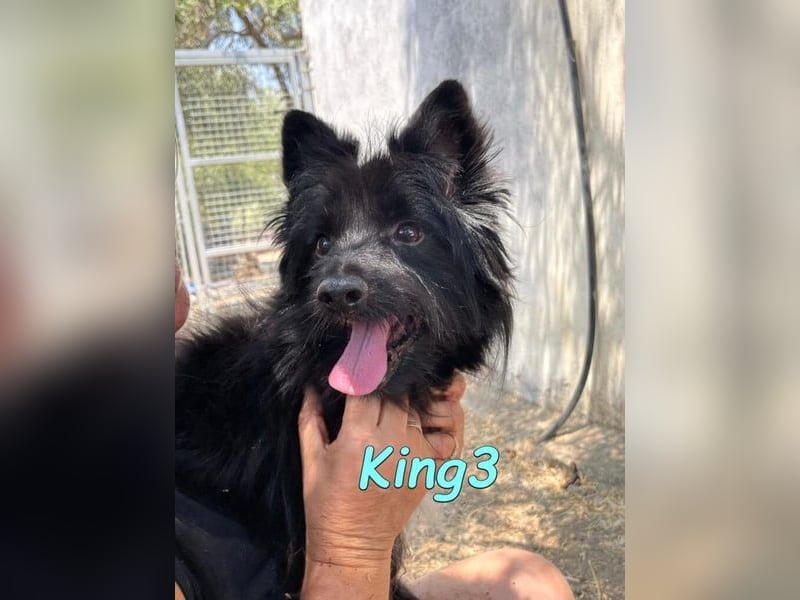 King3 geb. 09/2015 (ESP) - freundlicher, menschenbezogener Hundeschatz sucht sein Zuhause!