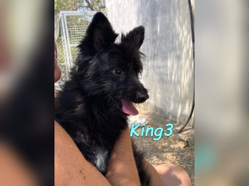 King3 geb. 09/2015 (ESP) - freundlicher, menschenbezogener Hundeschatz sucht sein Zuhause!