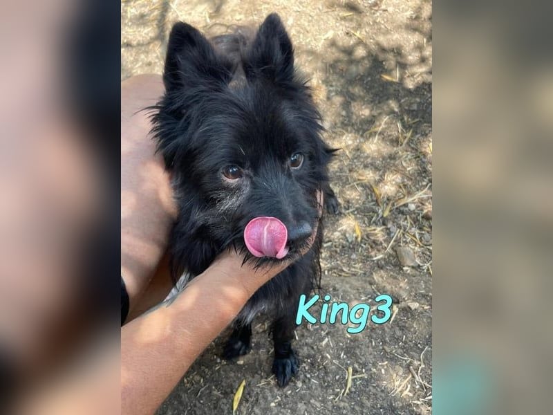 King3 geb. 09/2015 (ESP) - freundlicher, menschenbezogener Hundeschatz sucht sein Zuhause!