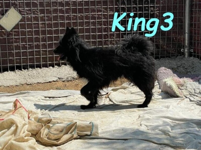 King3 geb. 09/2015 (ESP) - freundlicher, menschenbezogener Hundeschatz sucht sein Zuhause!