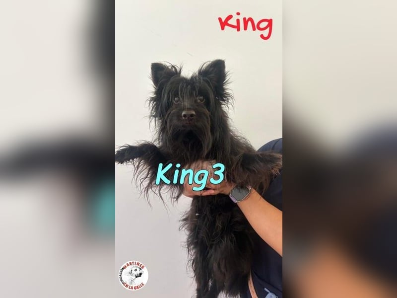 King3 geb. 09/2015 (ESP) - freundlicher, menschenbezogener Hundeschatz sucht sein Zuhause!