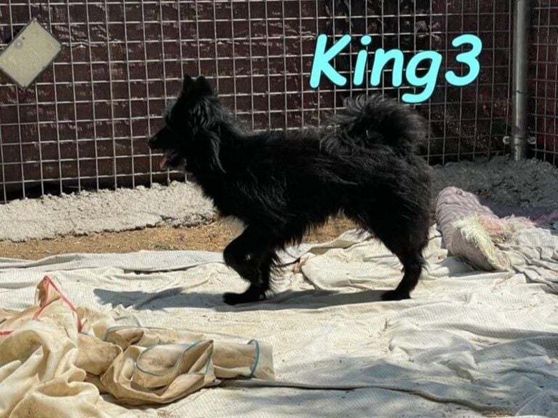 King3 geb. 09/2015 (ESP) - freundlicher, menschenbezogener Hundeschatz sucht sein Zuhause!
