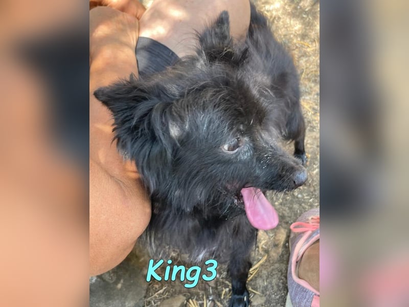 King3 geb. 09/2015 (ESP) - freundlicher, menschenbezogener Hundeschatz sucht sein Zuhause!