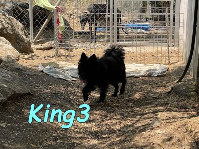 King3 geb. 09/2015 (ESP) - freundlicher, menschenbezogener Hundeschatz sucht sein Zuhause!