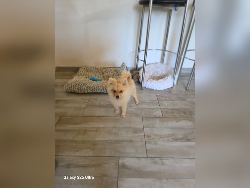 Balou sucht ein Zuhause Balou sucht ein Zuhause