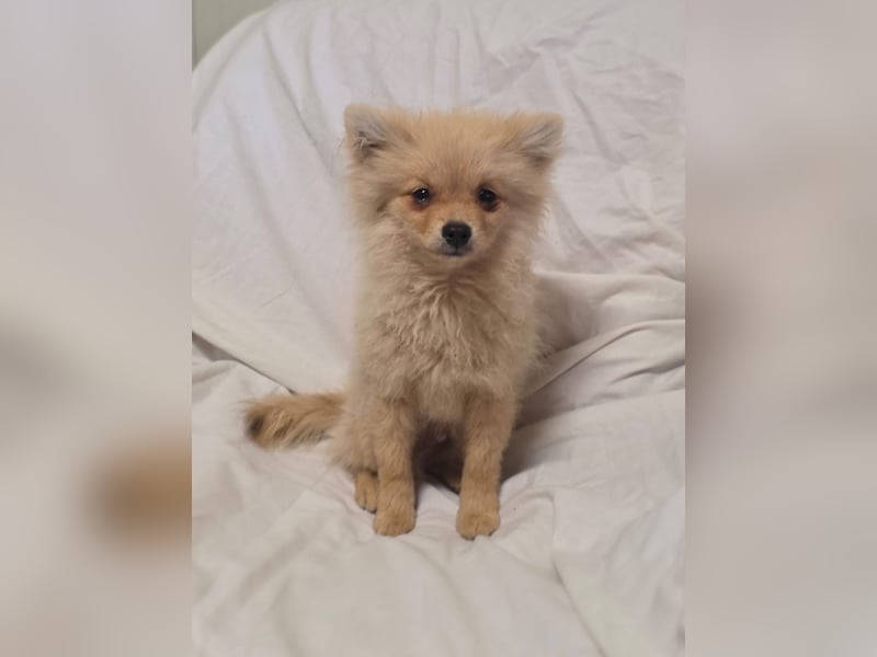 Balou sucht ein Zuhause Balou sucht ein Zuhause