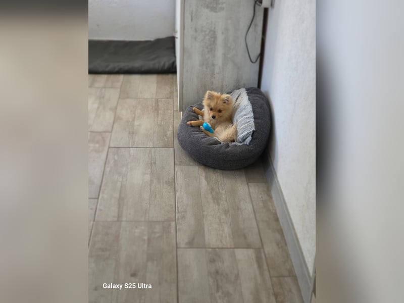 Balou sucht ein Zuhause Balou sucht ein Zuhause