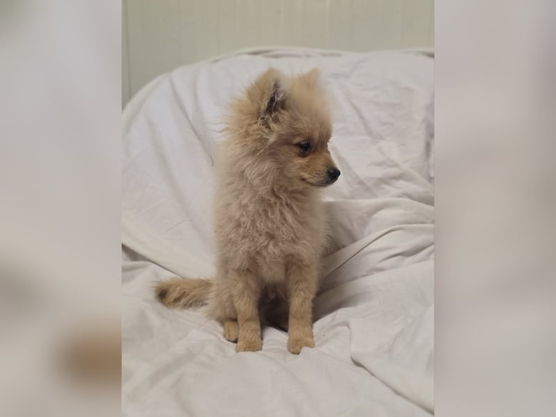 Balou sucht ein Zuhause Balou sucht ein Zuhause