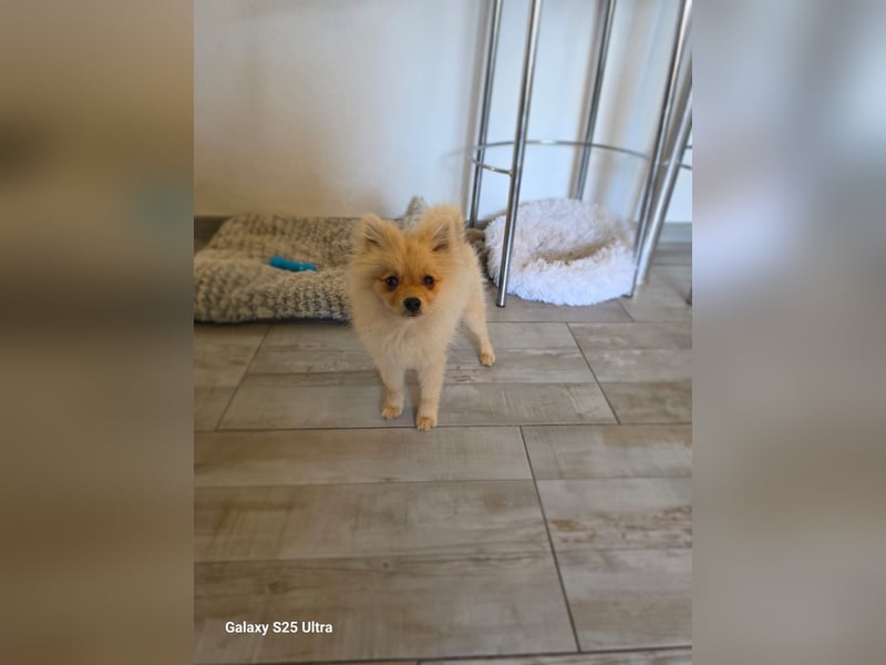 Balou sucht ein Zuhause Balou sucht ein Zuhause