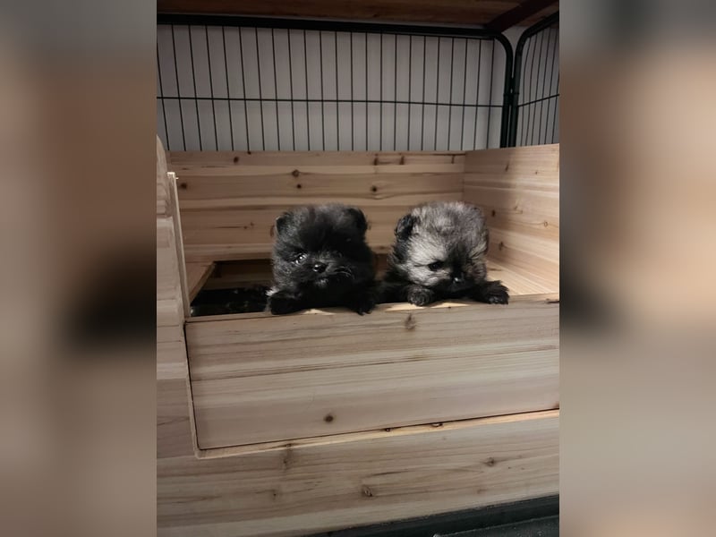 Deutsche Zwergspitz-/Pomeranian Welpen