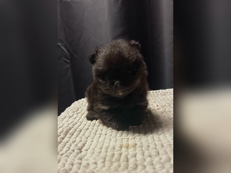 Deutsche Zwergspitz-/Pomeranian Welpen