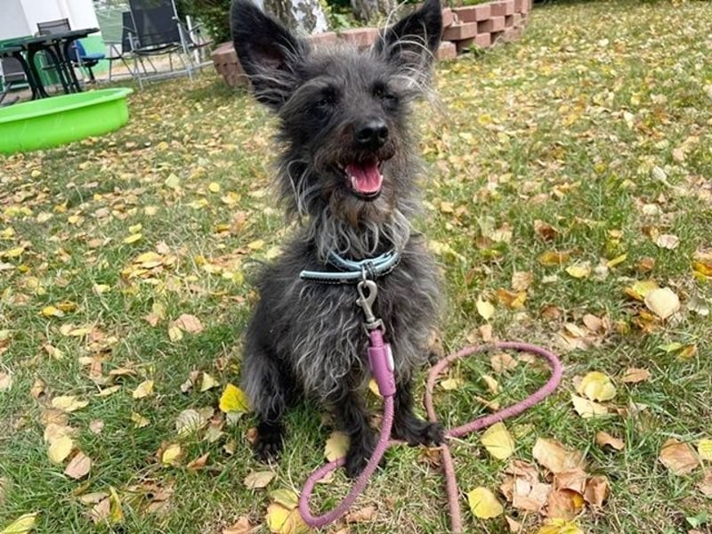 Stitch, Pomeranien-Mix, geb. 2015, su.erfahrenes Zuhause