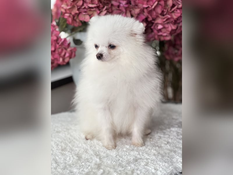 Pomeranian Deckrüde Schneeweiß mit FCI Ahnentafel