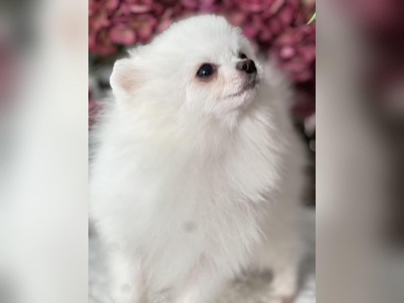Pomeranian Deckrüde Schneeweiß mit FCI Ahnentafel