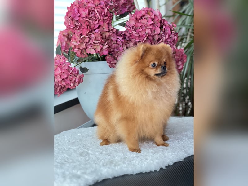 Pomeranian Deckrüde mit Ahnentafel