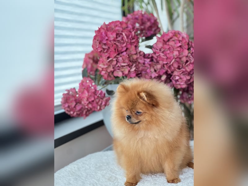 Pomeranian Deckrüde mit Ahnentafel