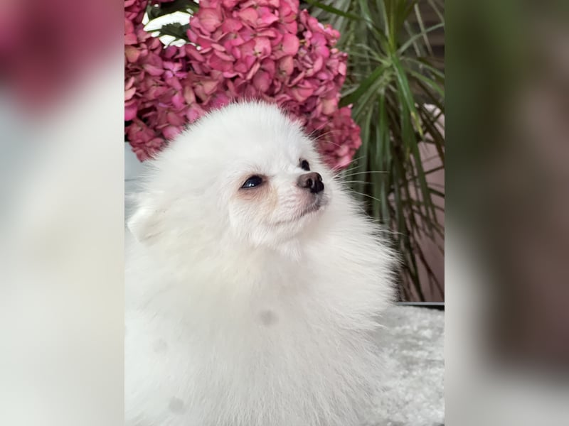Pomeranian Deckrüde Schneeweiß mit FCI Ahnentafel