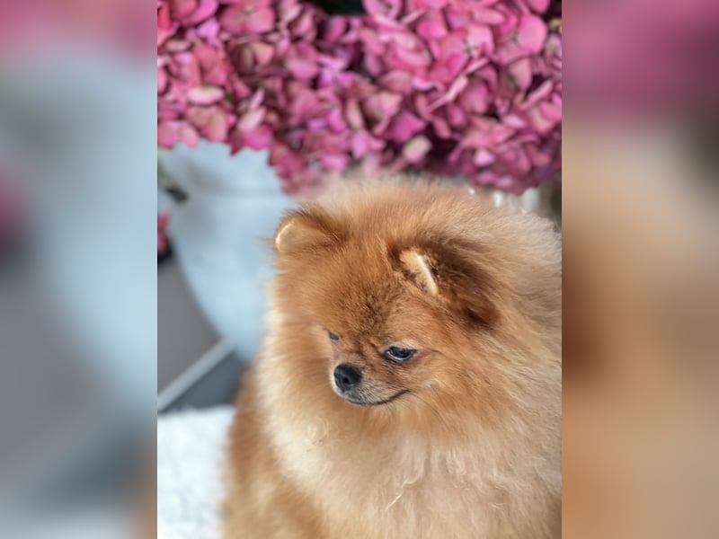 Pomeranian Deckrüde mit Ahnentafel