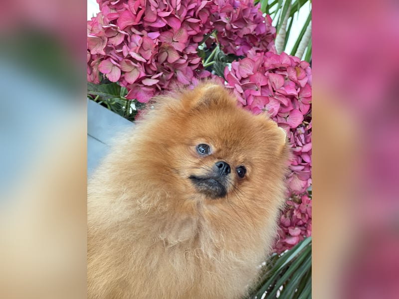 Pomeranian Deckrüde mit Ahnentafel