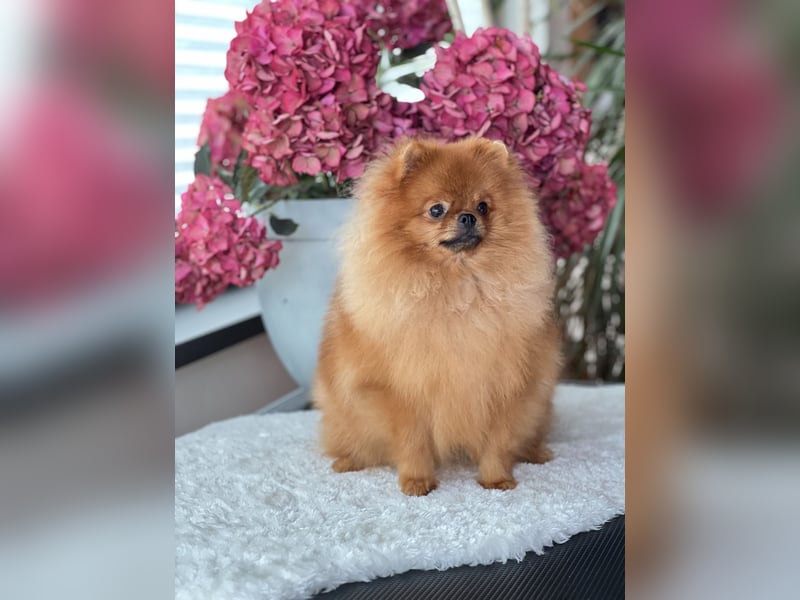 Pomeranian Deckrüde mit Ahnentafel