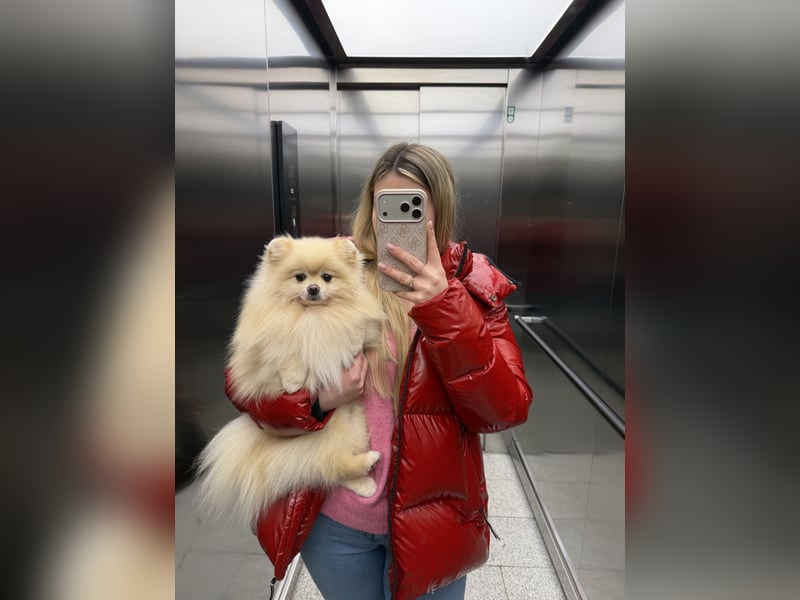 Deckrüde Zwergspitz Pomeranian