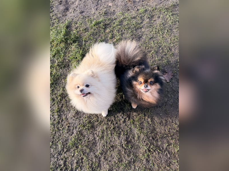 Deckrüde Zwergspitz Pomeranian