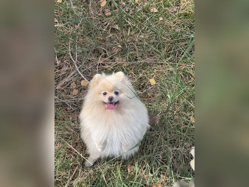 Deckrüde Zwergspitz Pomeranian