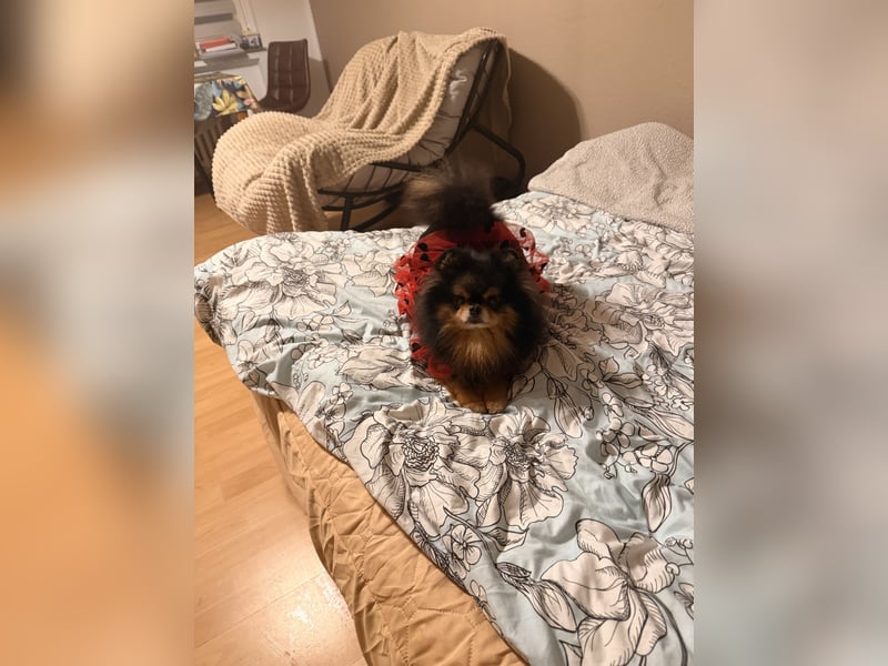 Deckrüde Zwergspitz Pomeranian