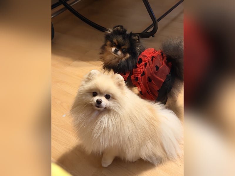 Deckrüde Zwergspitz Pomeranian