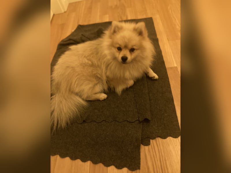 Sehr hübscher Pomeranian/Zwergspitz (beige)