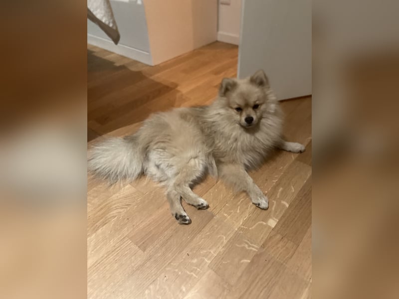 Sehr hübscher Pomeranian/Zwergspitz (beige)