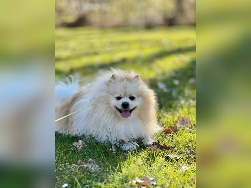 Zwergspitz Pomeranian