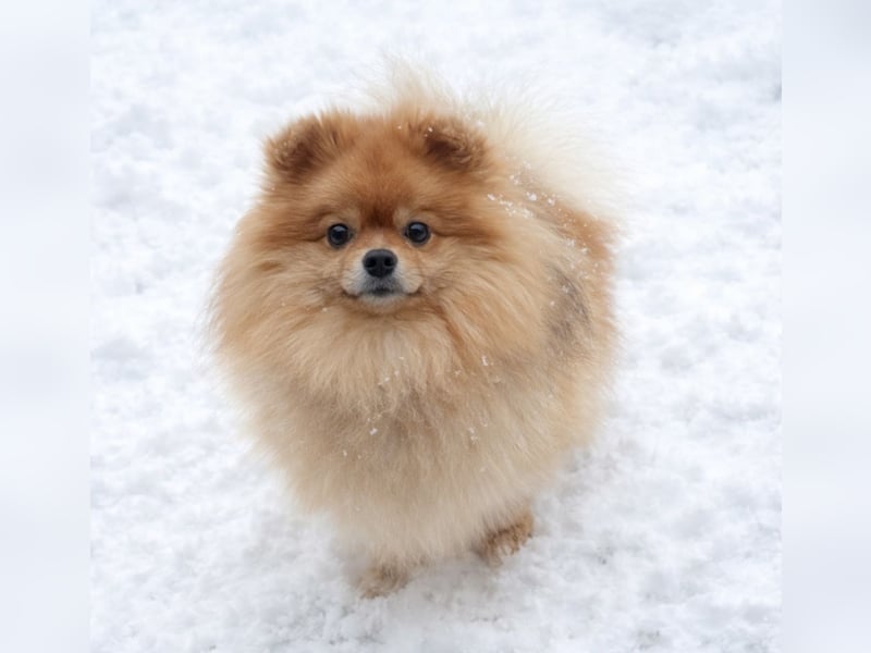 Deckrüde Zwergspitz Pomeranian in Orange sable (kein Verkauf)