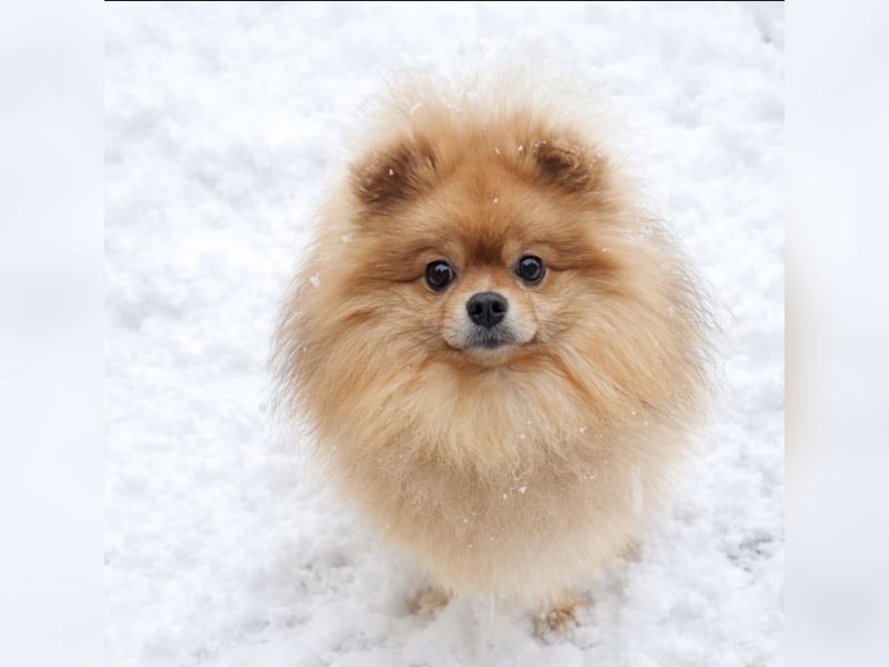 Deckrüde Zwergspitz Pomeranian in Orange sable (kein Verkauf)