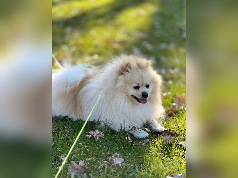 Zwergspitz Pomeranian